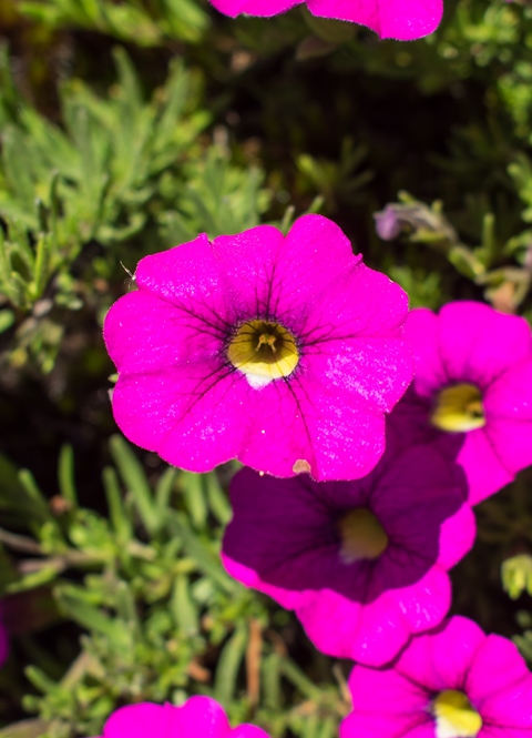 Calibrachoa sellowiana