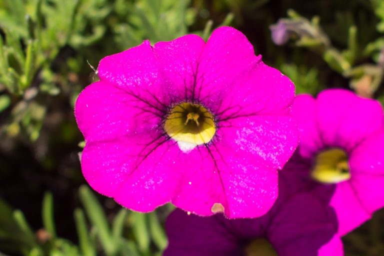 Calibrachoa sellowiana | Planta nativa e endêmica do Sul do Brasil