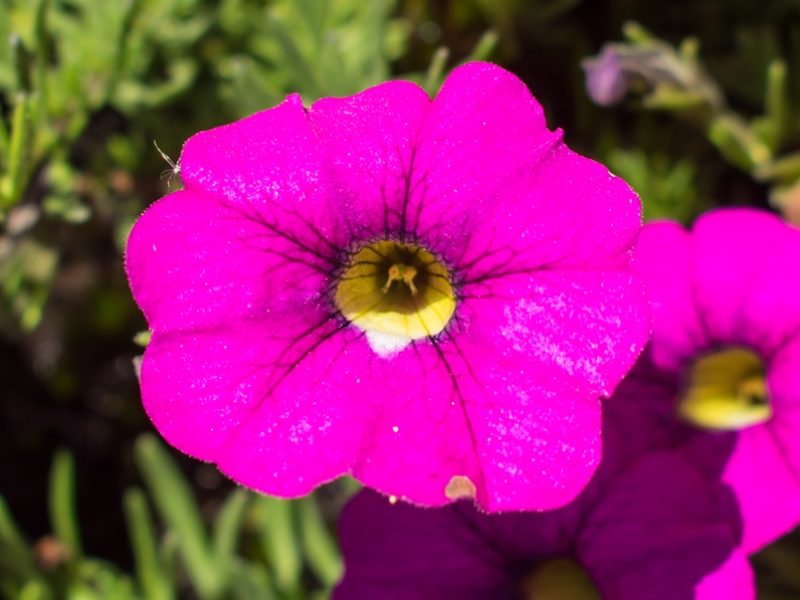 Calibrachoa sellowiana | Planta nativa e endêmica do Sul do Brasil