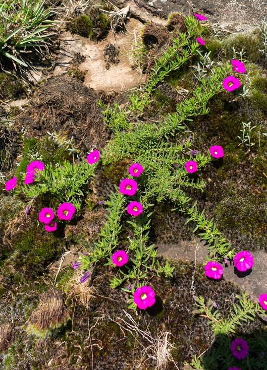 Calibrachoa sellowiana