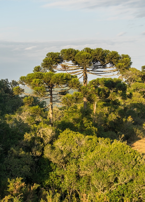 Araucaria moist forest