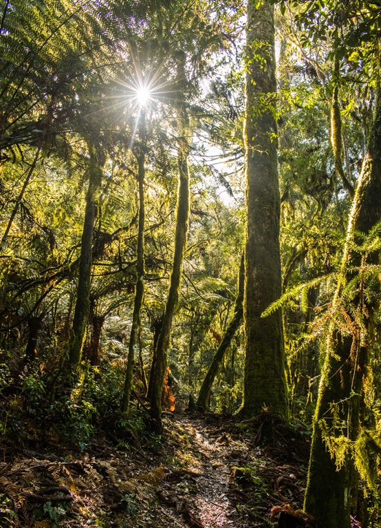 Araucaria moist forest