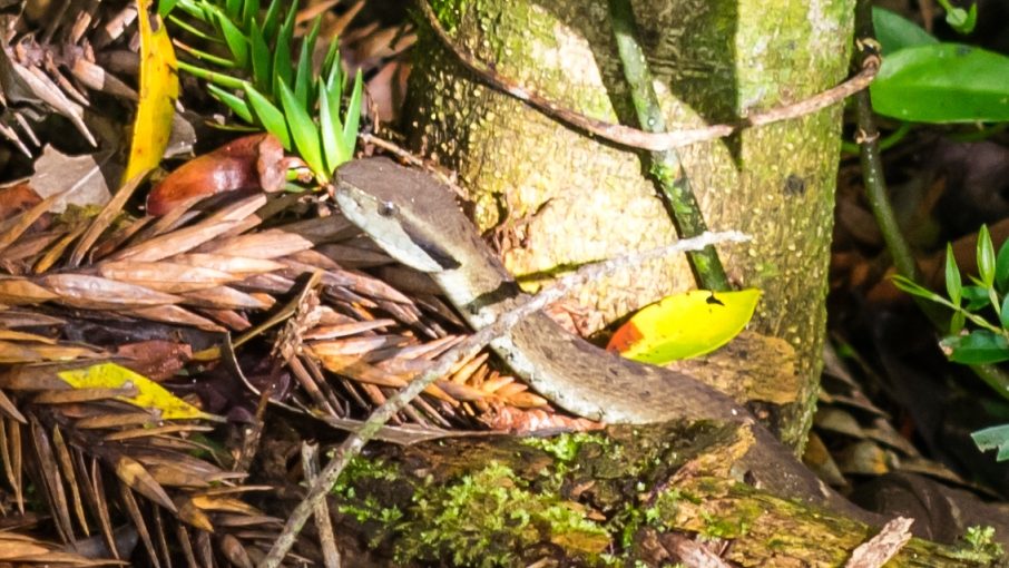 Jararaca-da-mata (Bothrops jararaca) na Serra Gaúcha