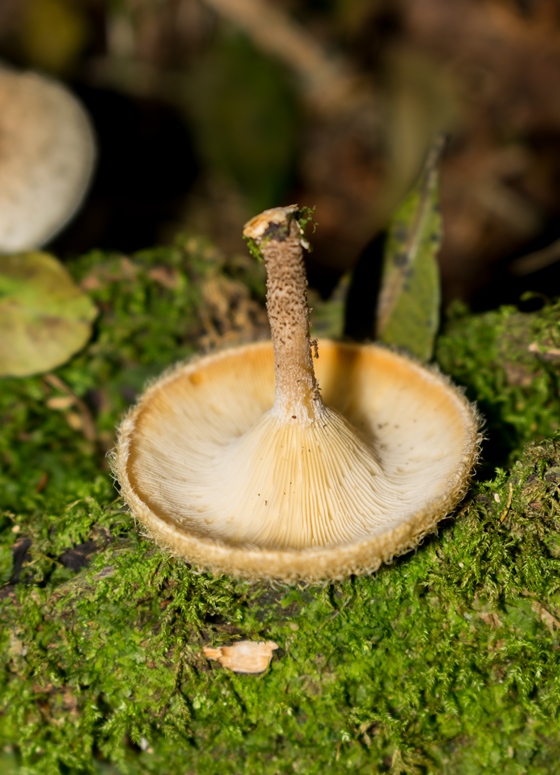 Lentinus crinitus himenóforo