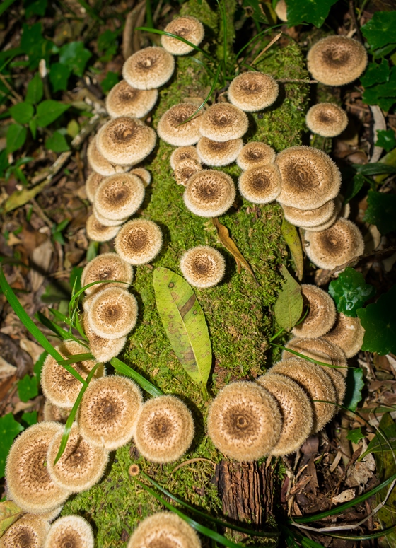 Lentinus crinitus, cogumelo selvagem comestível