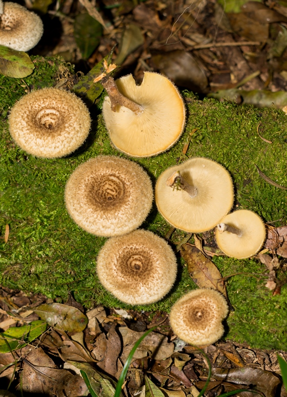 Lentinus crinitus