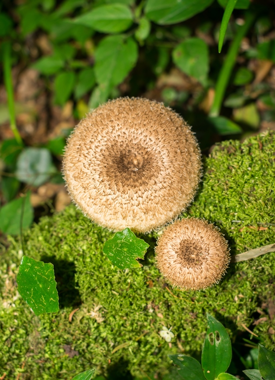 Lentinus crinitus