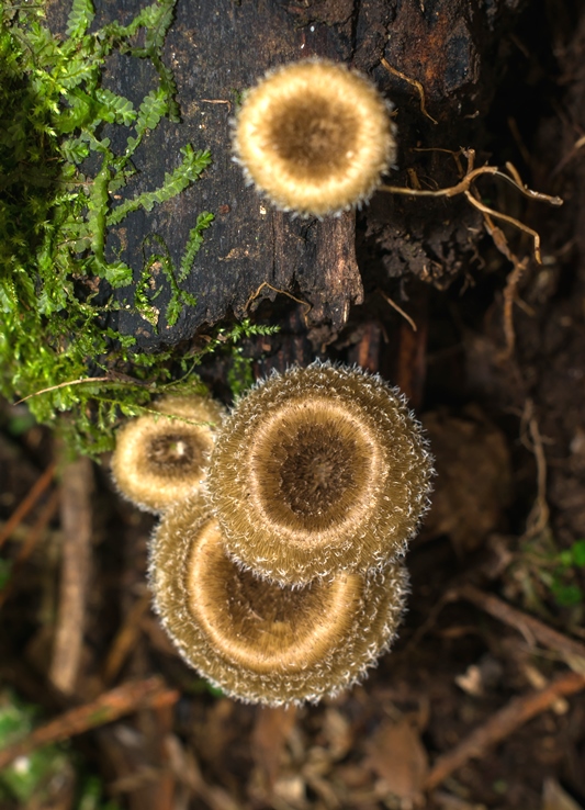 Lentinus crinitus