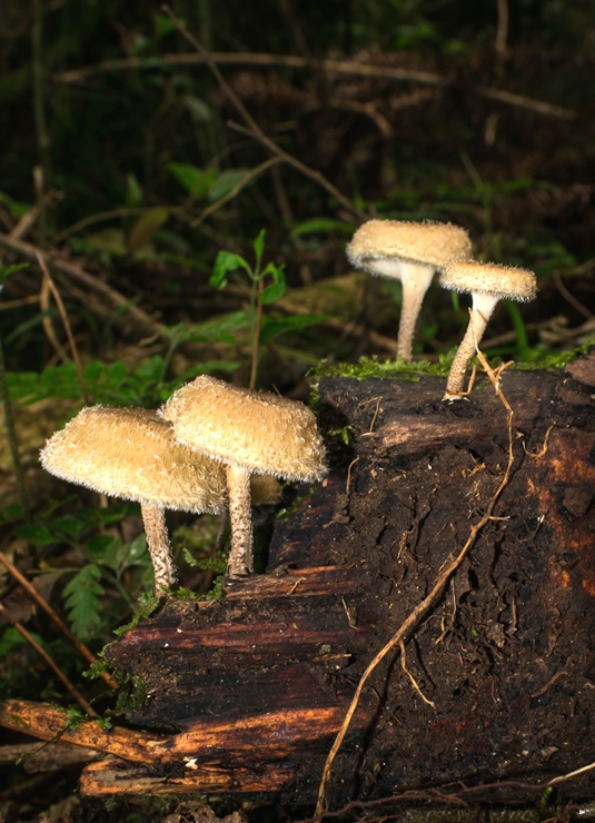 Lentinus crinitus