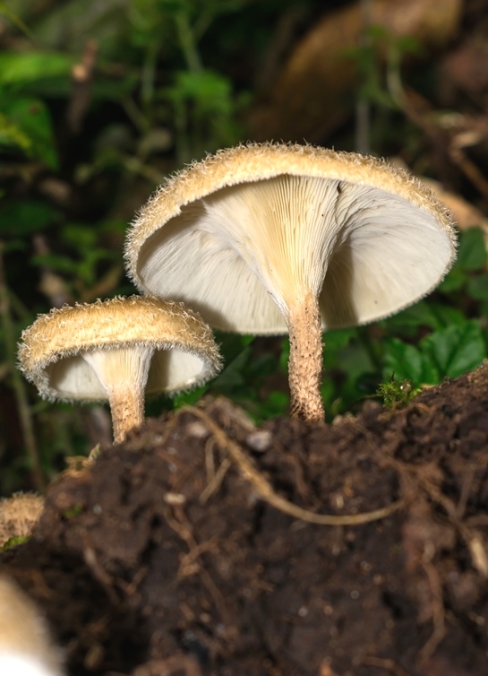 Lentinus crinitus - himenóforo com lamelas