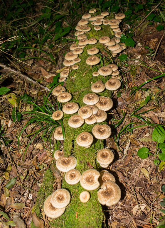 Tronco cheio de cogumelos Lentinus crinitus