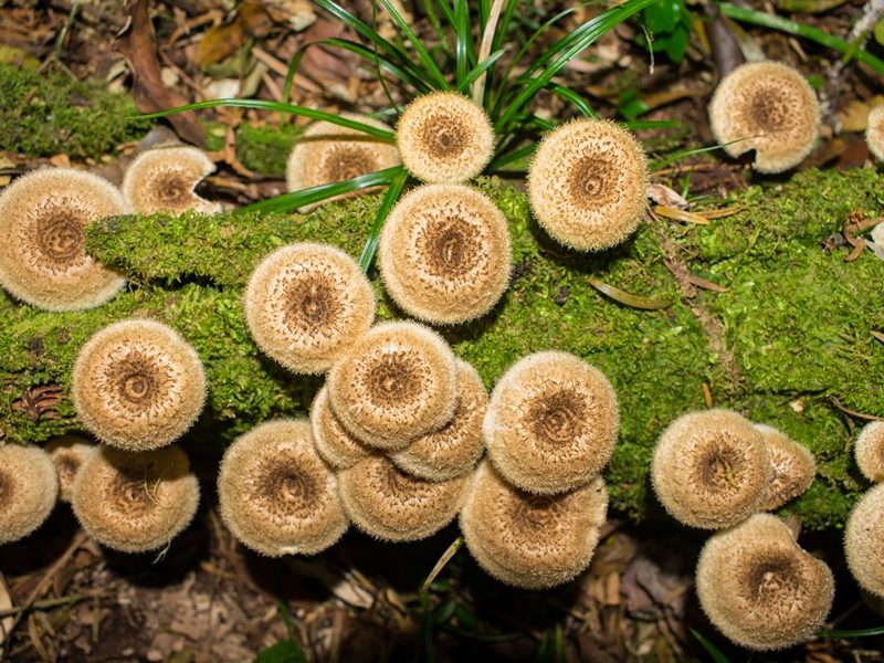 Lentinus crinitus | Cogumelo selvagem comestível