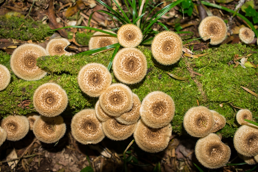 Lentinus crinitus | Cogumelo selvagem comestível