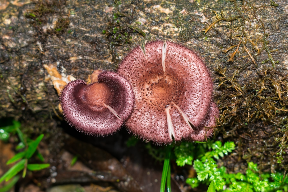 Panus strigellus | Cogumelo selvagem comestível