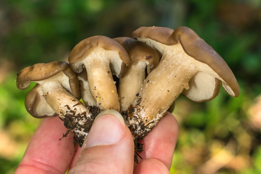 Cogumelo comestível Lyophyllum sp. na Serra Gaúcha