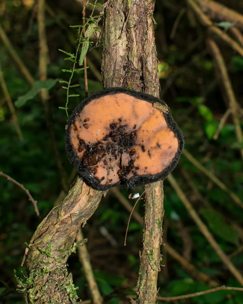 Fungo Galiella spongiosa maduro