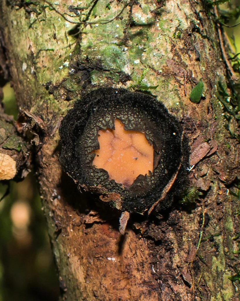 Fungo Galiella spongiosa jovem