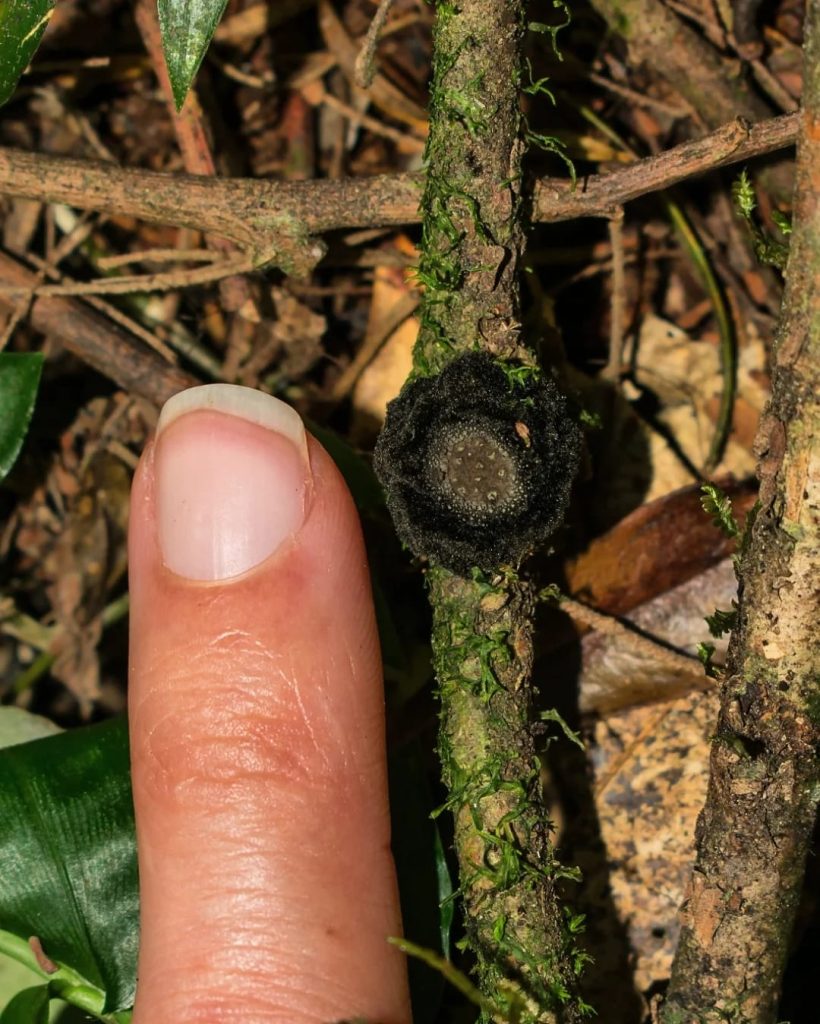 Fungo Galiella spongiosa jovem