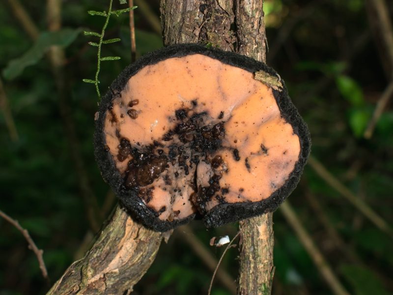 Galiella spongiosa | Fungo na Serra Gaúcha