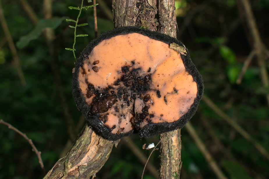 Galiella spongiosa | Fungo na Serra Gaúcha