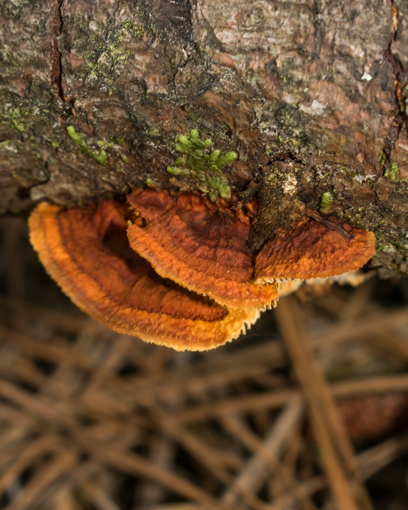 Gloeophyllum sepiarium