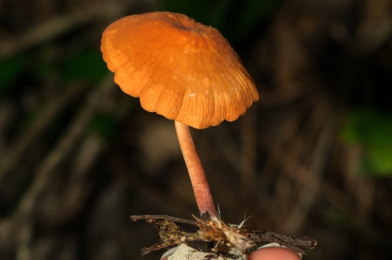 Marasmius cladophyllus | Cogumelo selvagem comestível