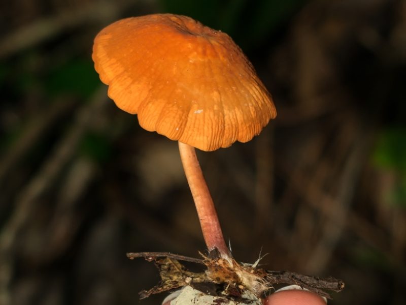 Marasmius cladophyllus