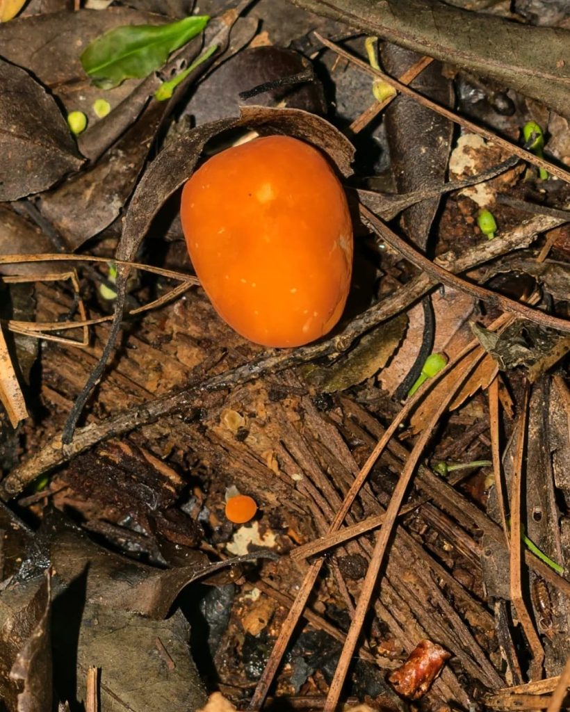 Marasmius cladophyllus