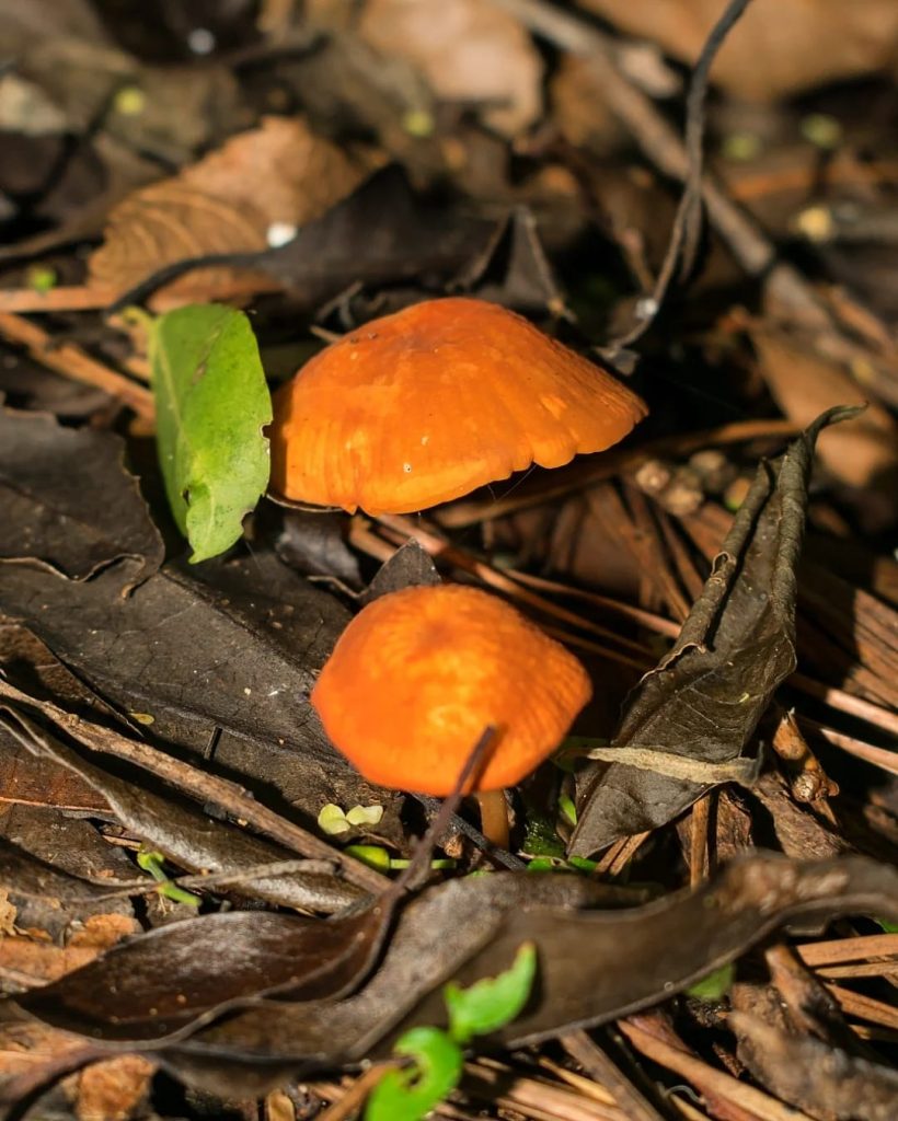 Marasmius cladophyllus