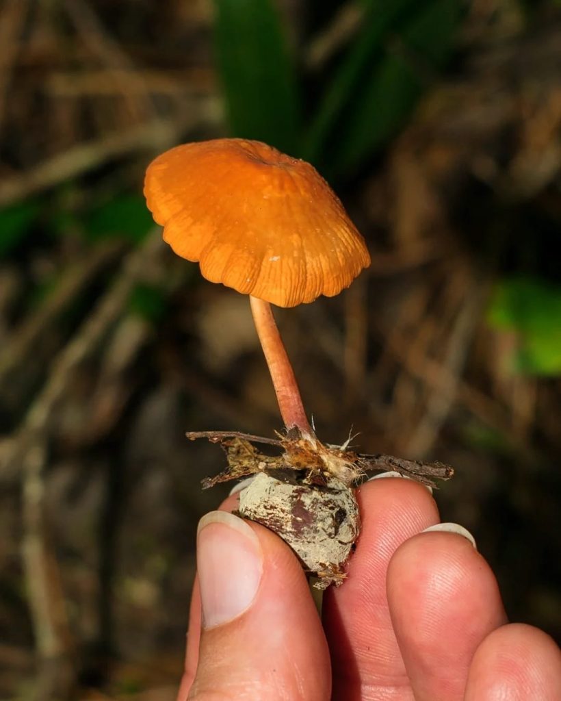 Marasmius cladophyllus