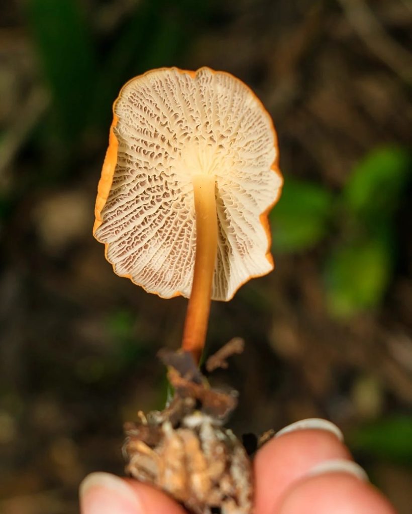 Marasmius cladophyllus - himenóforo