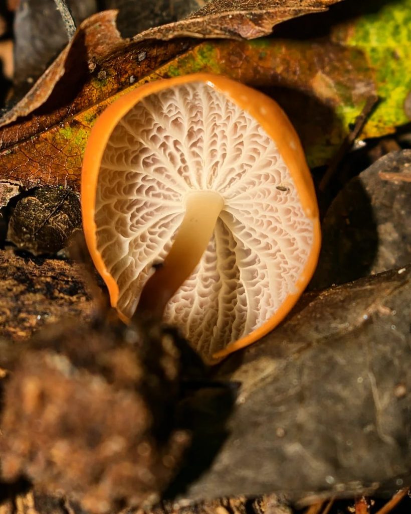 Marasmius cladophyllus - himenóforo