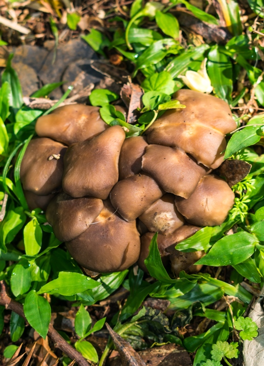 Cogumelo comestível Lyophyllum sp.