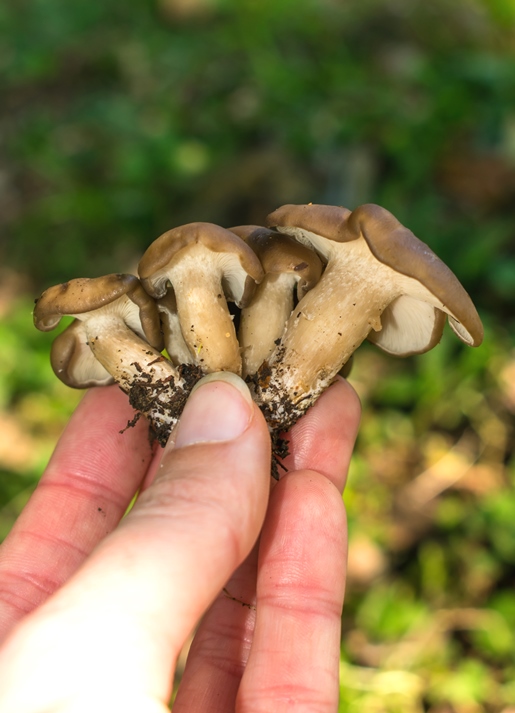 Cogumelo comestível Lyophyllum sp.