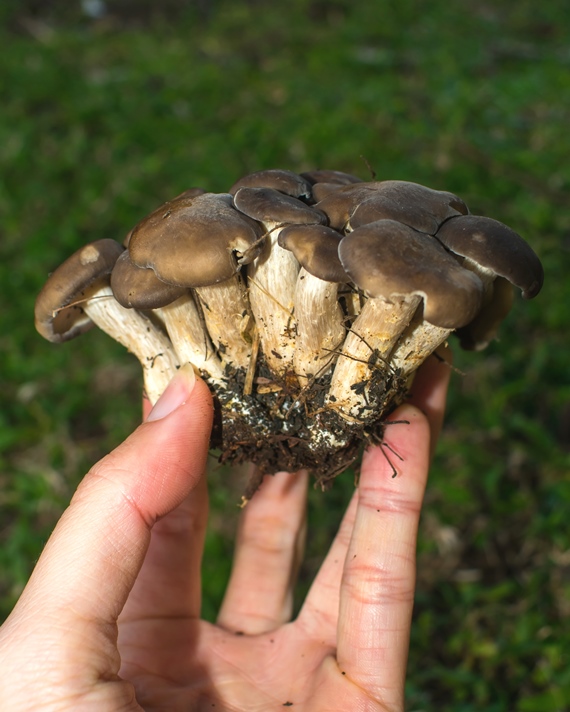 Grupo de cogumelos Lyophyllum sp.