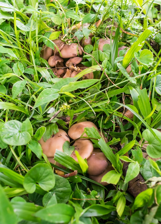 Cogumelo comestível Lyophyllum sp.