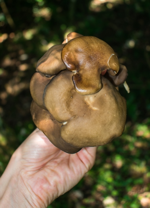 Cogumelo comestível Lyophyllum sp.