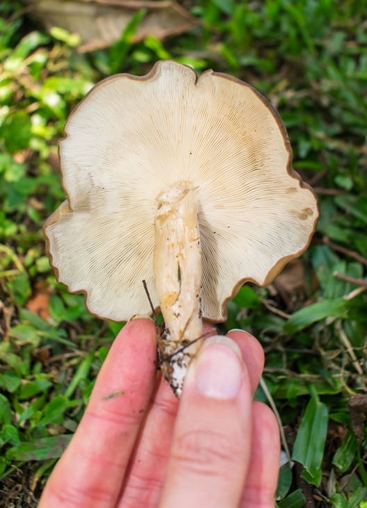 Cogumelo comestível Lyophyllum sp. - himenóforo