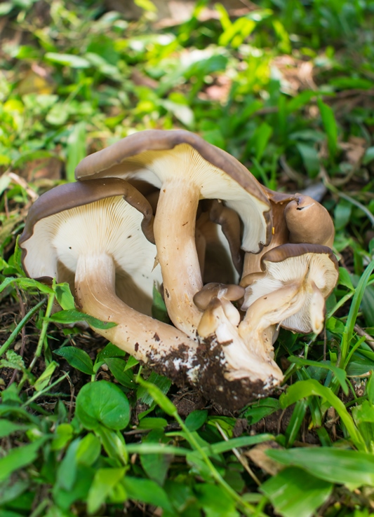 Cogumelo comestível Lyophyllum sp.