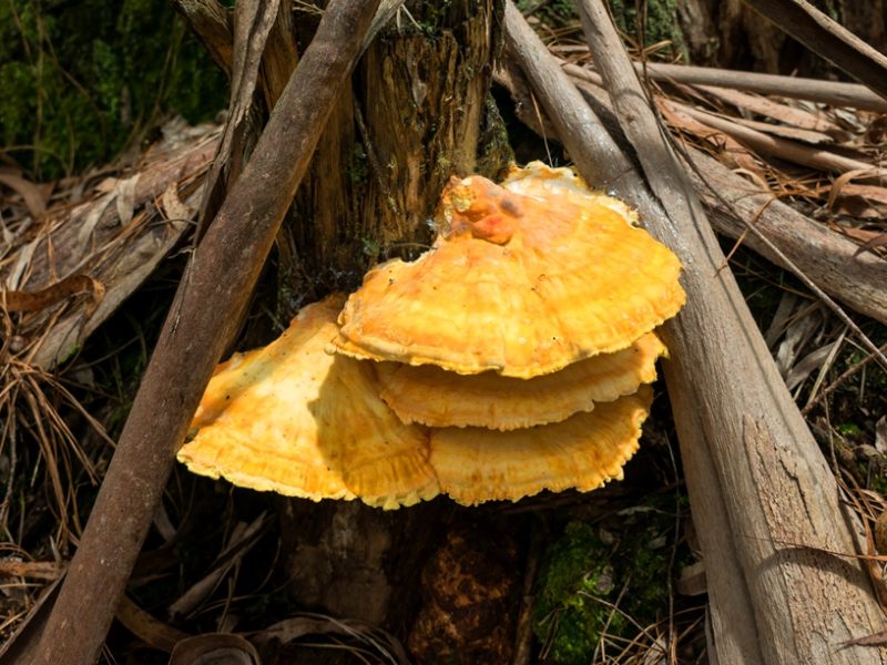 Laetiporus, frango da floresta