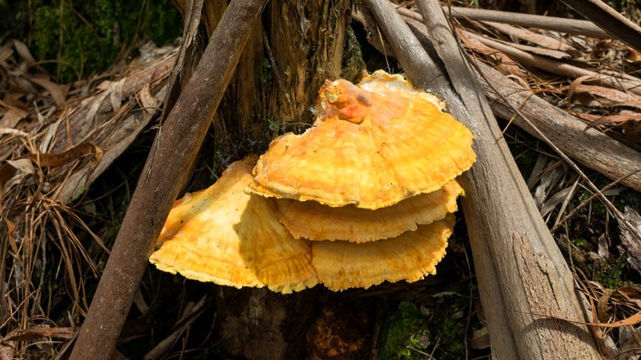 Laetiporus, frango da floresta