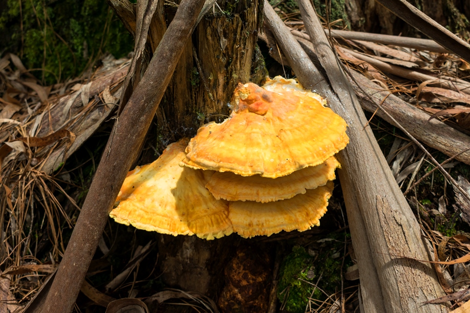 Laetiporus sp. | Cogumelo Frango da Floresta na Serra Gaúcha