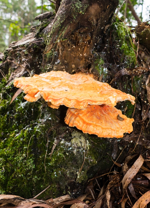 Cogumelo Frango da Floresta - Laetiporus sp.