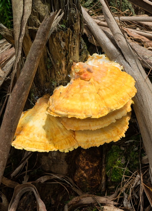 Cogumelo Frango da Floresta - Laetiporus sp.