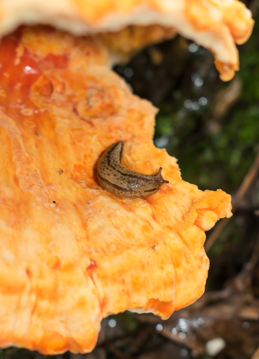 Cogumelo Frango da Floresta - Laetiporus sp.