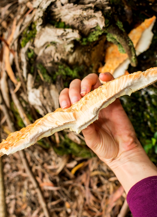 Cogumelo Frango da Floresta - Laetiporus sp.