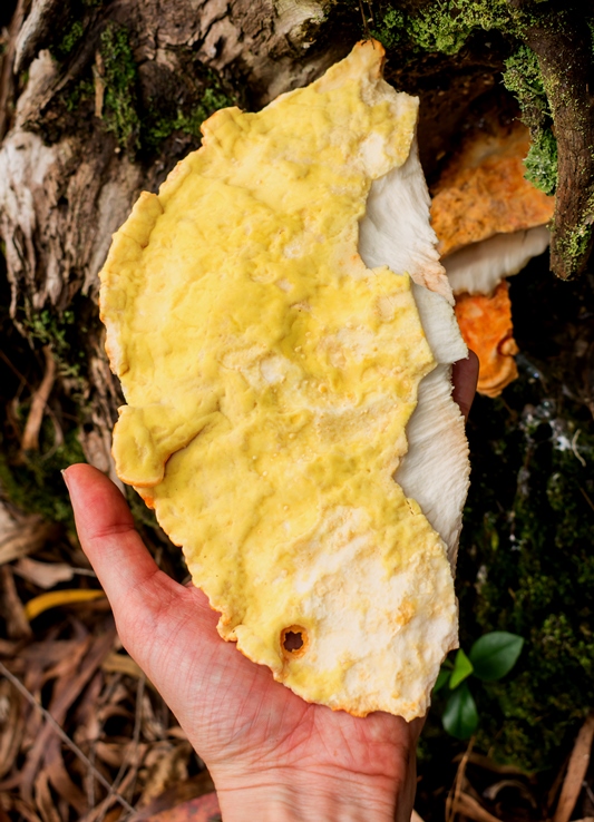 Cogumelo Frango da Floresta - Laetiporus sp.