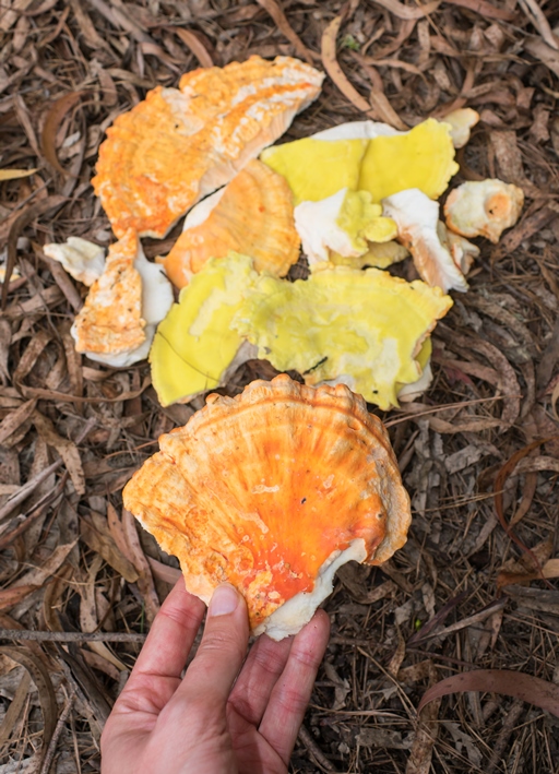 Cogumelo Frango da Floresta - Laetiporus sp.