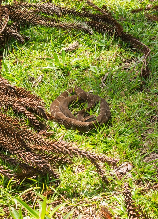 Jararaca-da-mata na Serra Gaúcha | Bothrops jararaca