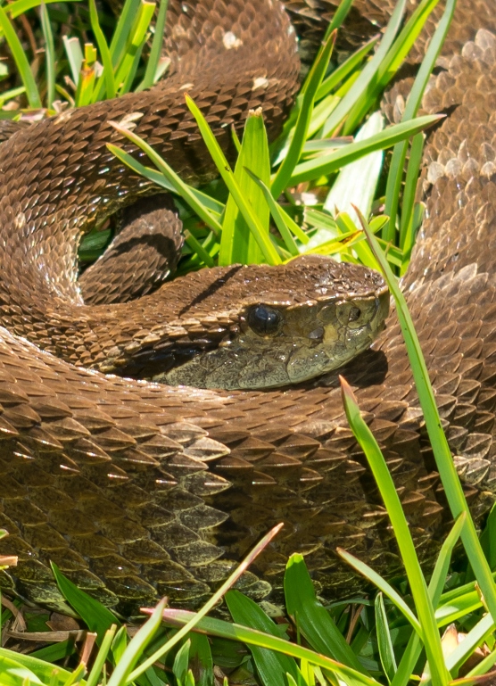 Jararaca-da-mata na Serra Gaúcha | Bothrops jararaca